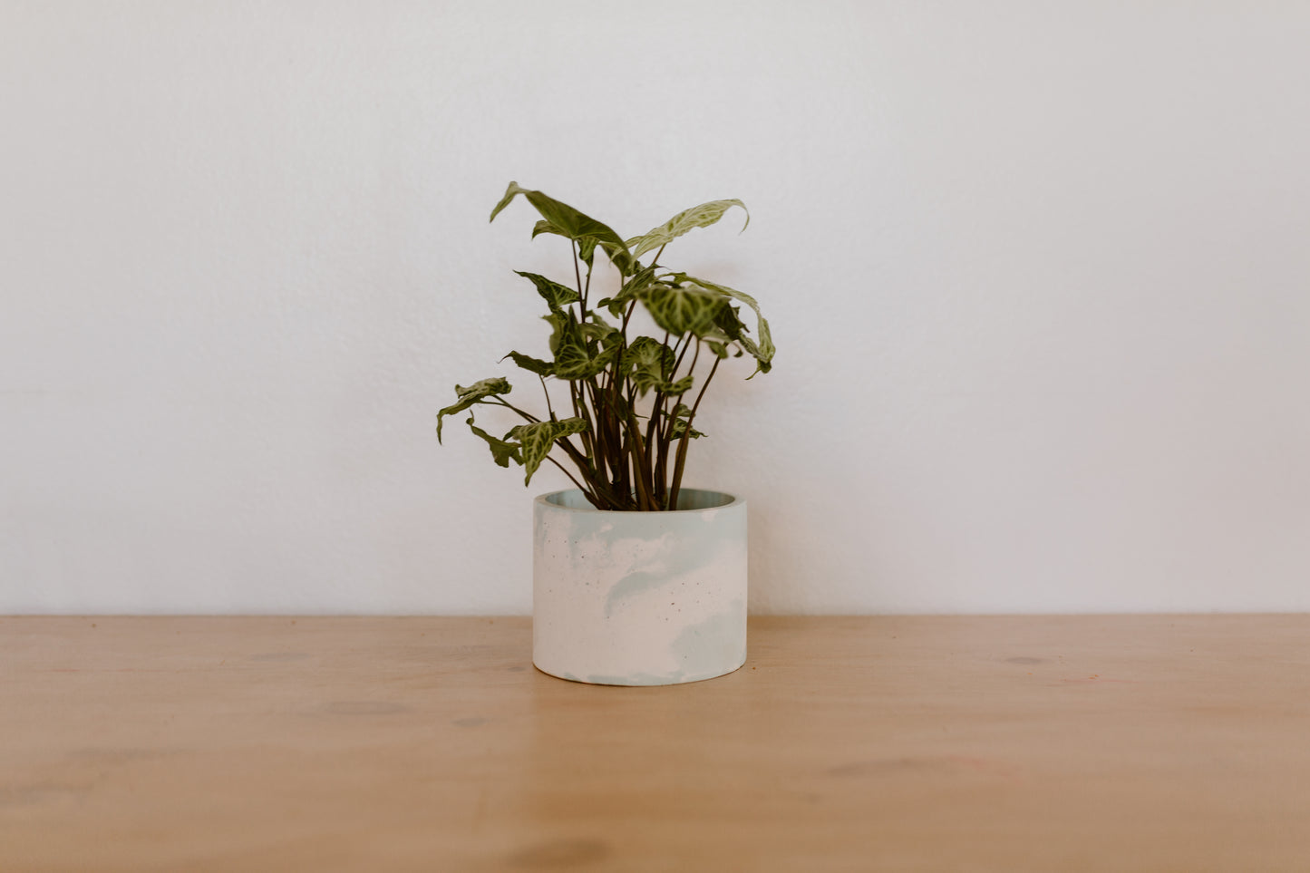 6" Planter