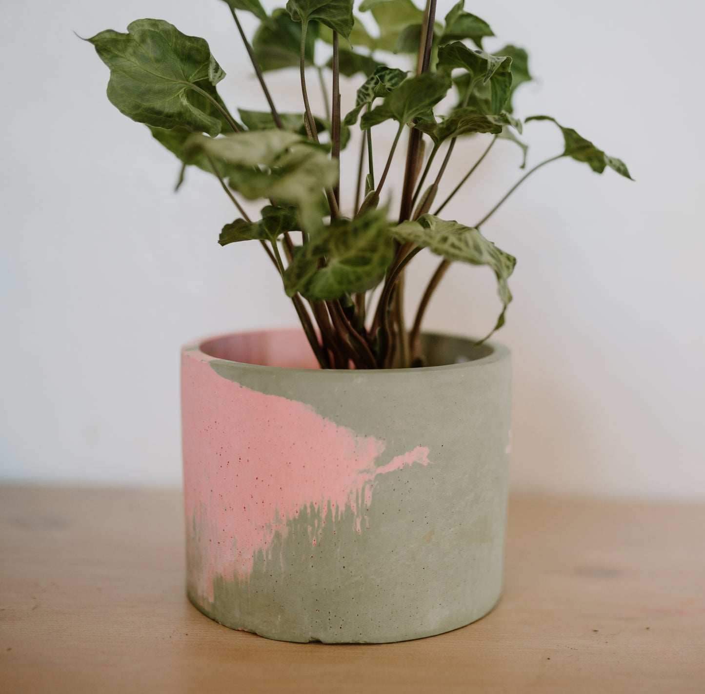 6" Planter