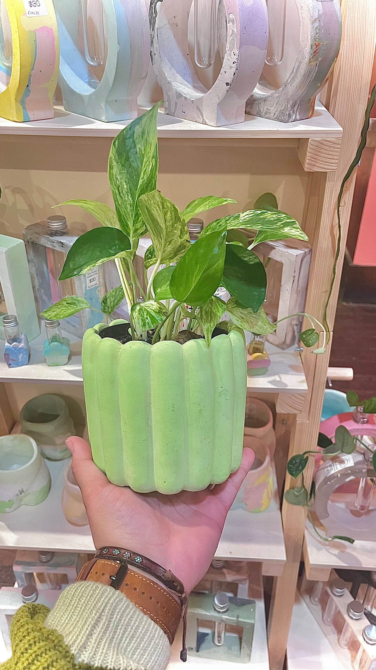 Scallop Planter